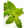 Foliage Flavor